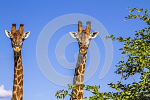 Portrait of two giraffes in the bush in Kruger Park, South Africa