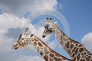 Portrait of two giraffes on cloudy background