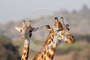 Portrait of two giraffes (one defocused) in Nairobi National Park. Head only