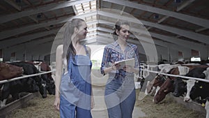 Portrait two girls farmers making a tour of the barn with cows on the farm. Girl farmer shows the visitor cows and