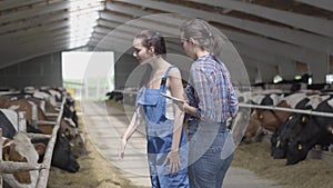 Portrait two girls farmers making a tour of the barn with cows on the farm. Girl farmer shows the visitor cows and