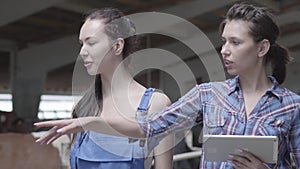 Portrait two girls farmers making a tour of the barn with cows on the farm. Girl farmer shows the visitor cows and