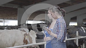 Portrait two girls farmers making a tour of the barn with cows on the farm. Girl farmer shows the visitor cows and