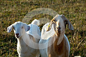 Portrait of two goats on meadow