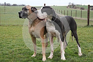 Portrait of two great danes photo
