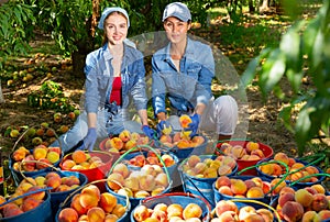 Portrait of two happy women with harvest of peaches in buckets in an orchard