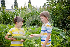 Portrait of two happy young boy holding marrows in community garden. Happy kids sibling brothers smiling and grimacing surprised