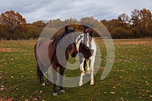 Portrait of two horse standing in autumn landscape. Animal background