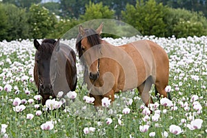 Portrait of two horses