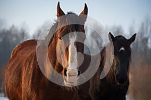 Portrait of  two horses in different colors bay with white blaze in foreground and black with white star in background