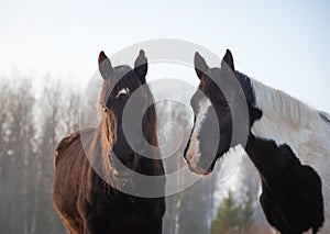 Portrait of  two horses in different colors black with white star and pinto