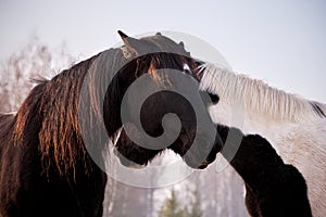 Portrait of  two horses in different colors black with white star and pinto