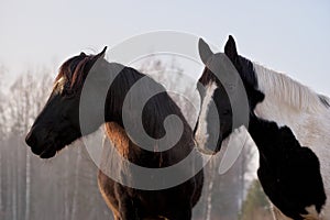 Portrait of  two horses in different colors - pinto and black with white star