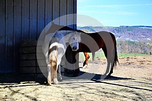 Portrait of two horses in an open farm on a grass field.