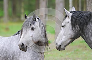 Portrait of two horses. A pair of horses showing affection. Horses of breed tarpan. Closeup
