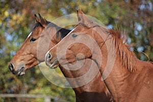 Portrait of two horses on pasturage