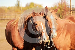 Portrait of two horses in summer