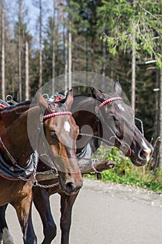 Portrait of two horses. Two brown horses are harnessed to a cart. Photo of two horses on a background of the forest