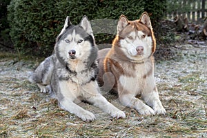 Portrait of two husky dogs lying on the frost-covered grass