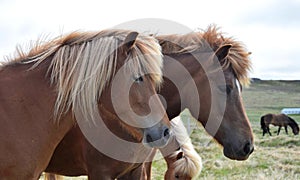 Portrait of two Icelandic horses. Chestnut and flaxen chestnut. photo