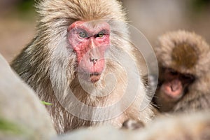 Portrait of two Japanese macaques, one in the background and one in the foreground