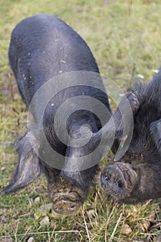 A portrait of two large black pigs.