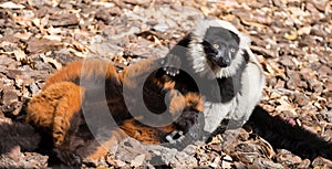 Portrait of two lemurs. Brown color lemur.