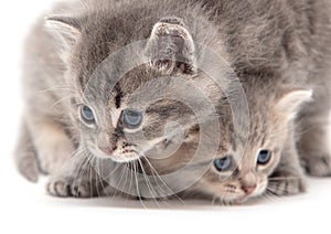 Portrait of two little kitten isolated on a white