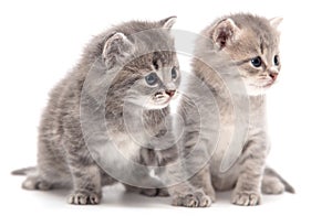 Portrait of two little kitten isolated on a white