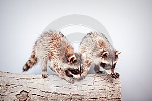 Portrait of two little playful racoon