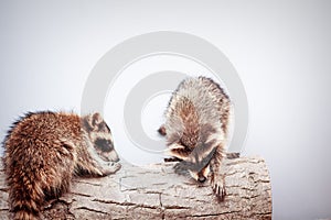 Portrait of two little playful racoon