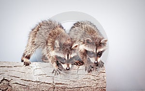 Portrait of two little playful racoon