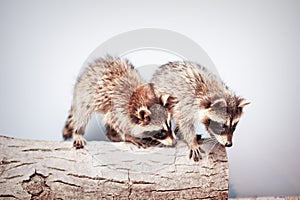 Portrait of two little playful racoon