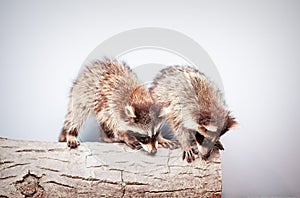 Portrait of two little playful racoon