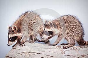 Portrait of two little playful racoons