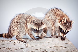 Portrait of two little playful racoons