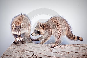 Portrait of two little playful racoons