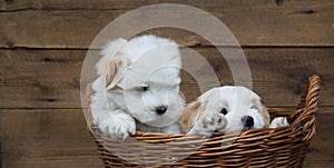 Portrait: Two little puppies - baby dogs Coton de Tulear.