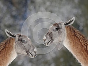 portrait two llama on blurred gray background