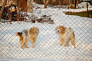 Portrait of two longhaired mutt dogs in the snowy yard.