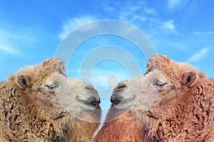 Two lovers camel face to face