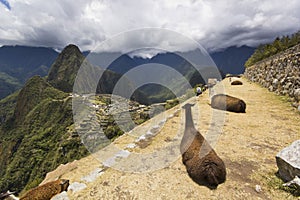 Portrait of two lying lamas in machu-picchu, peru