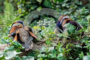 Portrait of two Mandarin ducks resting on a tree trunk, with their beaks between the feathers