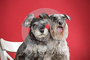 Portrait of two miniature schnauzer dogs