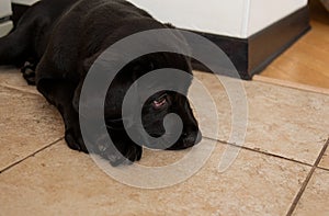 Portrait of two month old black labrador puppy. The puppy lies on floor and its head is on  paws.