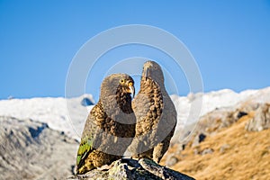 Portrait of two Nestor Kea parrots Nestor notabilis standing on a stone near Brewster hut in Mount Aspiring National Park