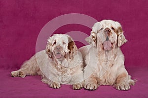 Portrait of two nice clumber spaniels