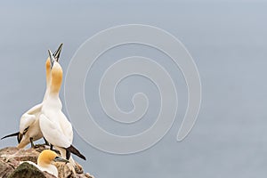 Portrait of two northern gannets on a rock ` sky pointing `