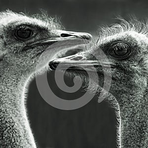 Portrait of two ostriches photo