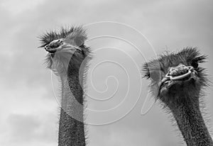 Portrait of two ostriches